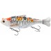 Koi Carp